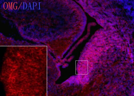 OMG antibody [C1C2], Internal
