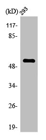 OMG antibody