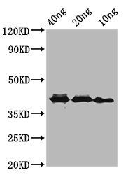 ompA Antibody