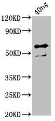 ompA Antibody