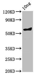 ompA Antibody