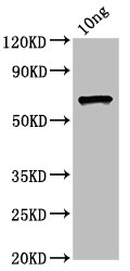 ompC antibody