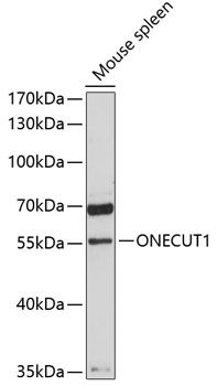 ONECUT1 antibody