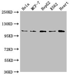 OPA1 Antibody