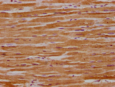 OPA1 Antibody