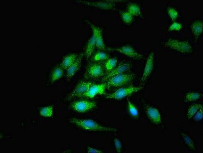 OPA3 Antibody