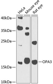 OPA3 antibody