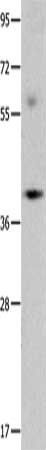 OPCML Antibody