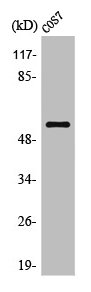 OPCML Antibody