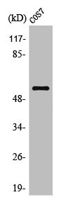 OPCML antibody