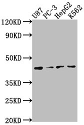 OPCML Antibody