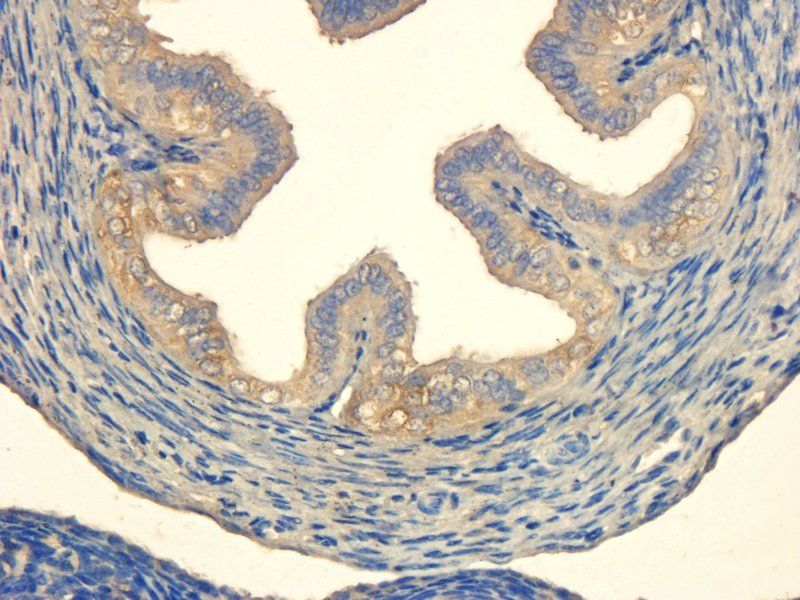 OPG Rabbit Polyclonal Antibody