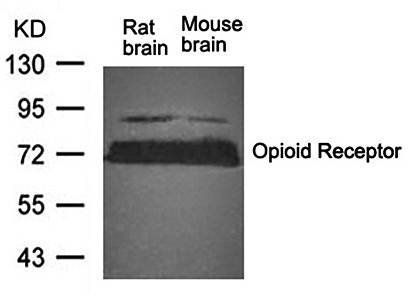 Opioid Receptor (Ab-375) Antibody