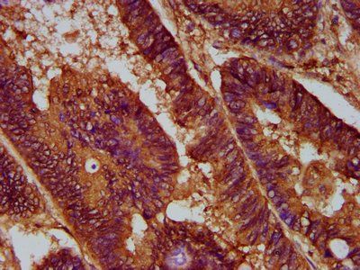 OPN3 Antibody