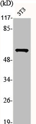 OPN4 Antibody