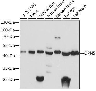 OPN5 antibody