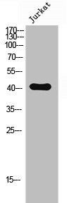 OPN5 antibody