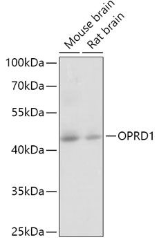 OPRD1 antibody