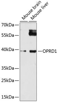 OPRD1 antibody