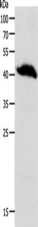 OPRL1 antibody