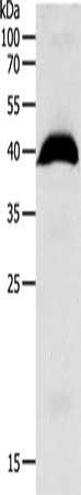 OPRL1 antibody