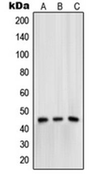 OPRM1 (phospho-S375) antibody