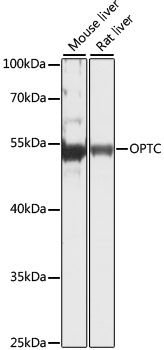 OPTC antibody