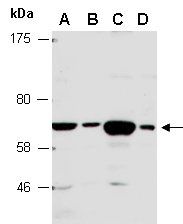 OPTN (N) Antibody, Rabbit Polyclonal