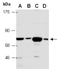 OPTN antibody