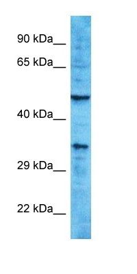 OR10A2 antibody