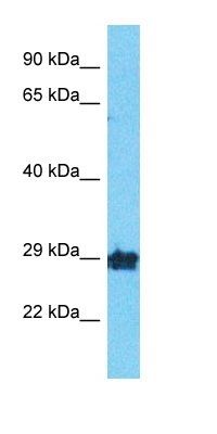 OR10A2 antibody