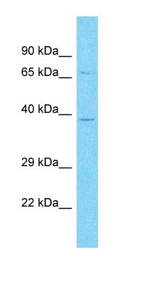 OR10A3 antibody