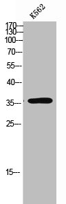 OR10A7 antibody