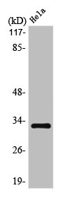 OR10AD1 antibody