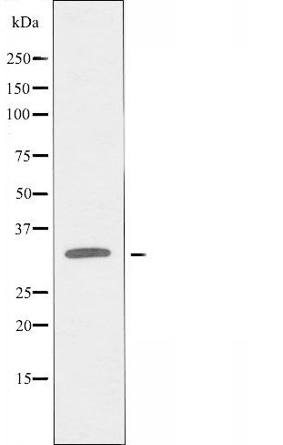 OR10AG1 antibody