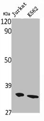OR10AG1 Antibody