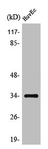 OR10G2 Antibody