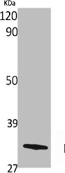 OR10G4 antibody