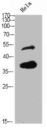 OR10H3/OR10H4 Antibody