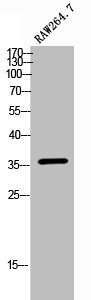 OR10H4 antibody