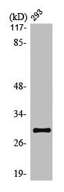 OR10J1 antibody