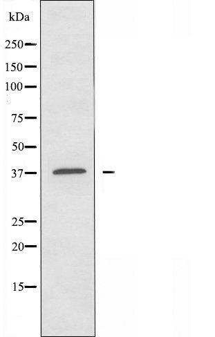 OR10J3 antibody