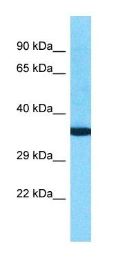 OR10K2 antibody