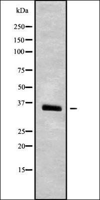 OR10P1 antibody
