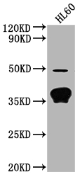 OR10P1 antibody