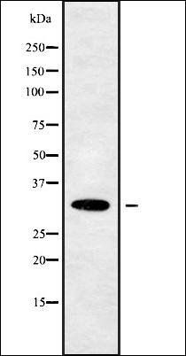 OR10W1 antibody