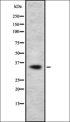 OR11A1 antibody