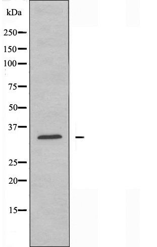 OR11G2 antibody