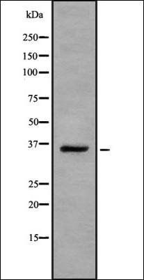 OR13A1 antibody