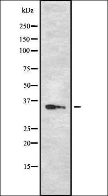 OR13C2/13C9 antibody